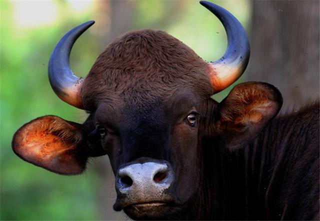 世界上有僵尸吗，野牛弄伤孟加拉虎