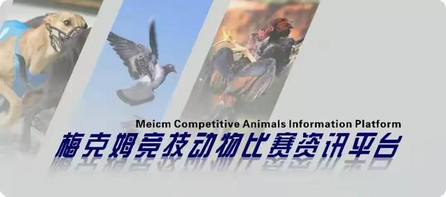 雄鸽肥胖了(信鸽胖了好还是瘦了好)