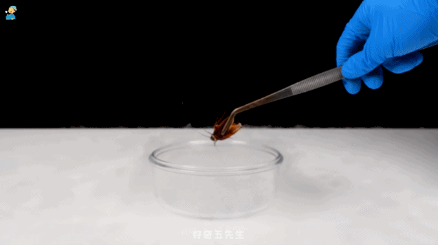 b站老番茄抓猴子游戏，单视频拿过3800万播放