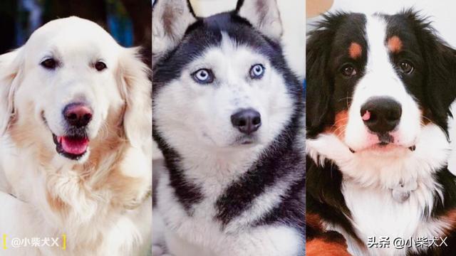 日本柴犬的特点，日本柴犬品种推荐（独立干净爱掉毛）