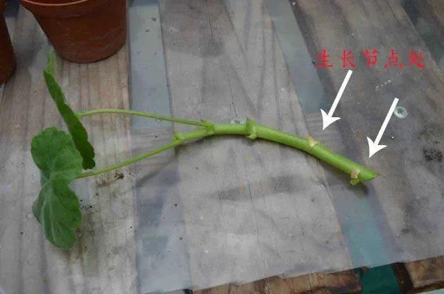 天竺葵怎么扦插活力大，天竺葵用成本极低的扦插方法培育