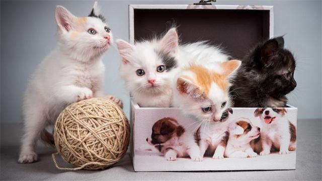 猫咪为什么怕黄瓜，揭秘猫咪为什么会怕黄瓜（猫为什么会害怕黄瓜）