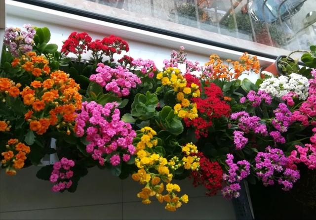 养长寿花的四大特点，养长寿花十年总结6点经验