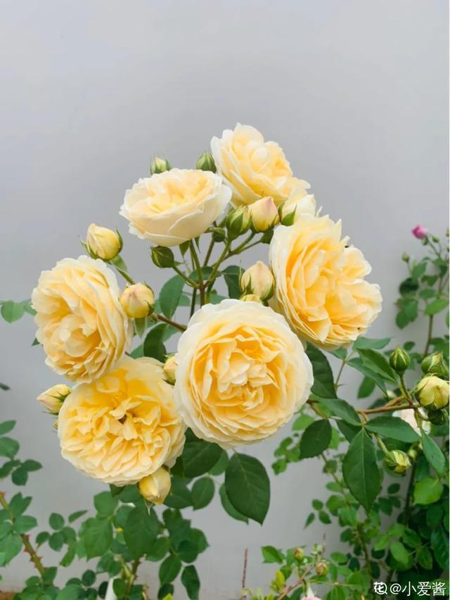 春夏秋冬四季什么花好看，这十种花几乎一年四季都开花