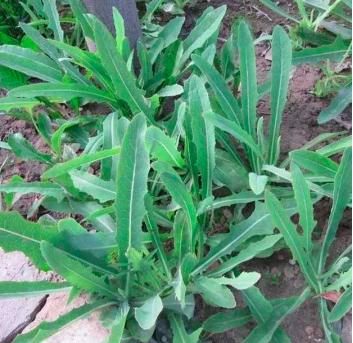 园林绿化杂草处理，园林除杂草，怎样省钱又省力