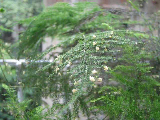 文竹为什么容易开花，撒花盆长出一片小苗子
