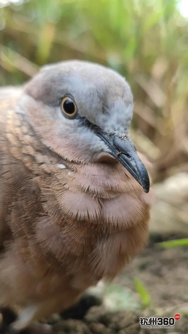 野生的咕咕鸟吃果实还是泡水喝，咕咕咕咕咕咕