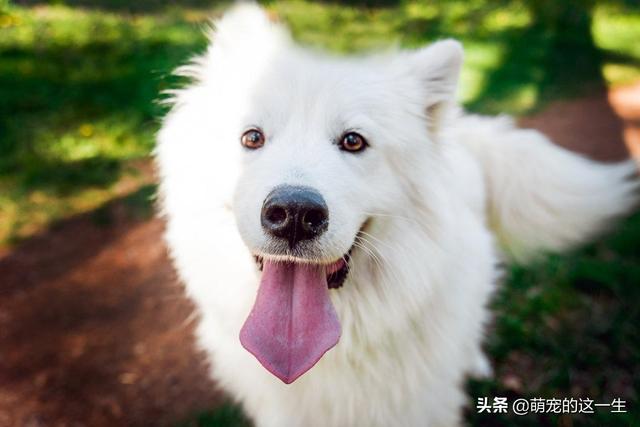 萨摩耶犬的优缺点，萨摩耶好养吗萨摩耶的5个小优点（微笑天使萨摩耶优缺点了解一下）