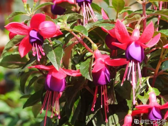 春夏秋冬四季什么花好看，这十种花几乎一年四季都开花