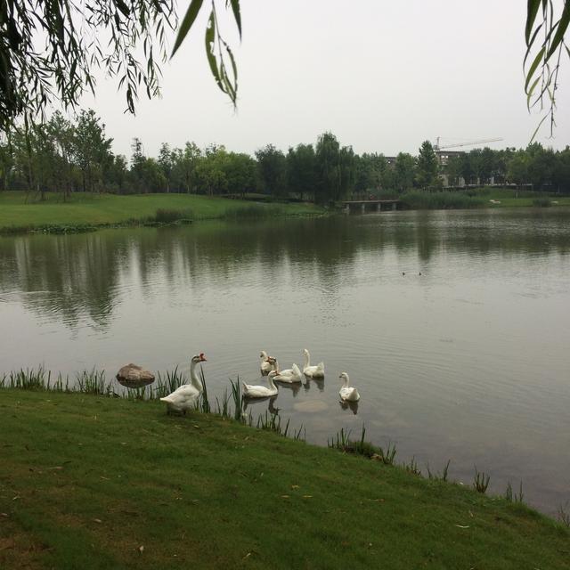 美丽的龙泽湖公园，龙溪湖湿地公园漂亮的地方