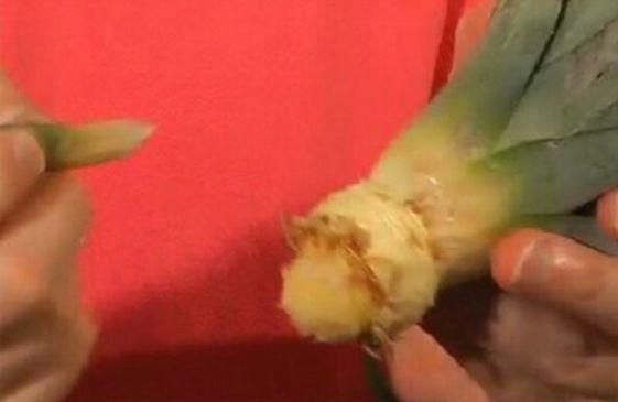 菠萝盆栽种植技术，夏季养护菠萝盆栽的4个简单步骤
