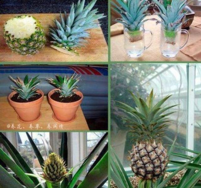 菠萝盆栽种植技术，夏季养护菠萝盆栽的4个简单步骤