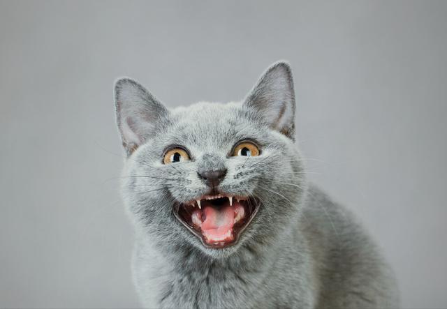 猫咪上火的症状，幼猫上火是什么症状（不用慌，教你降火小妙招）