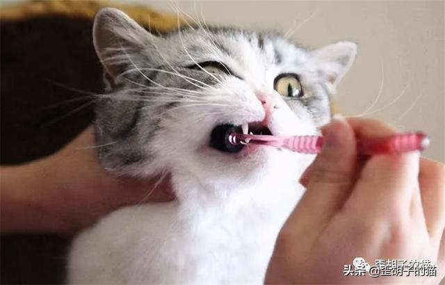 猫咪嘴臭怎么去除，猫咪口臭怎么办