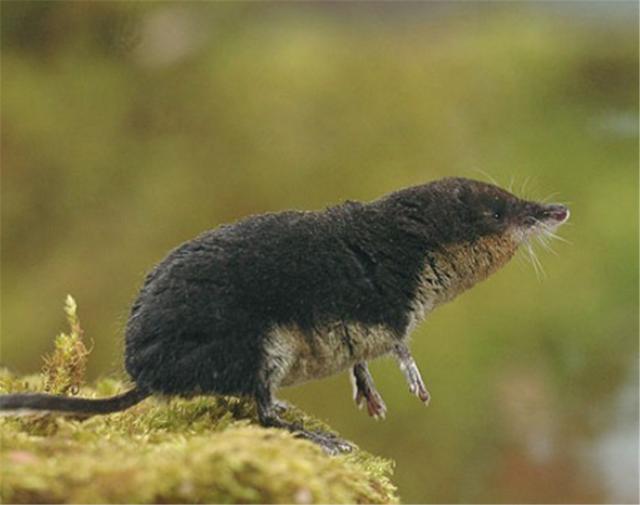 鼩鼱，水鼩鼱喂养幼崽