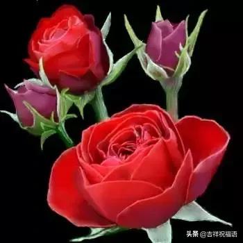 情人节送玫瑰花的含义5201314， 送你999玫瑰花，祝你爱情甜甜蜜蜜