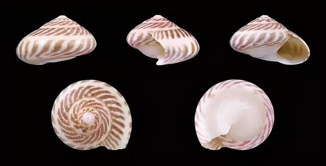 花螺有寄生虫吗，不能吃的10种螺