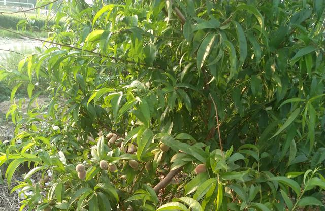 桃树嫁接时间和方法，桃树嫁接时间和梨树嫁接方法（桃树嫁接时间与方法）