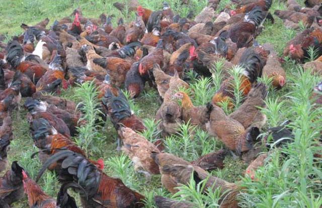 蛋鸡主要品种分为哪几类呢，蛋鸡的品种主要有哪些