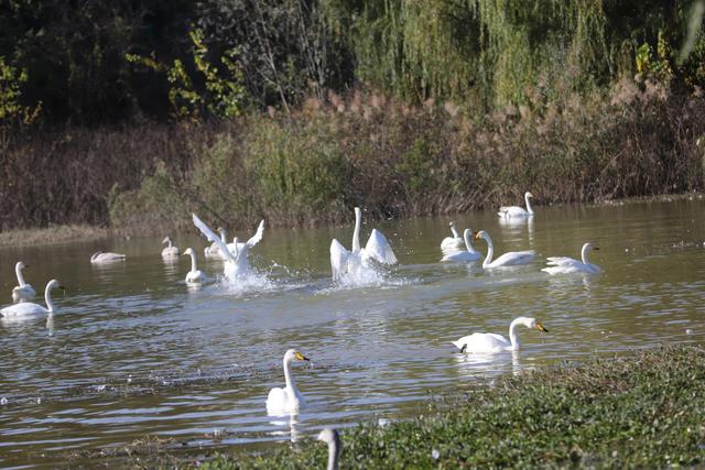 天鹅湖景区三门峡，三门峡天鹅湖国家湿地公园苍龙湖白天鹅