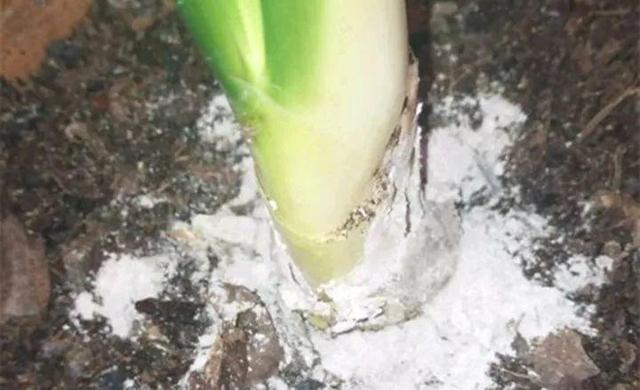 君子兰怎么浇水，君子兰正确浇水原则（这才是最正确的方法）