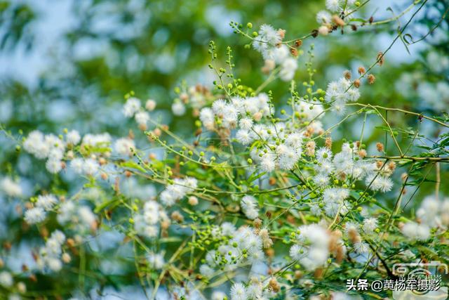世界上最漂亮的薰衣草花，世界上十大绝美花海