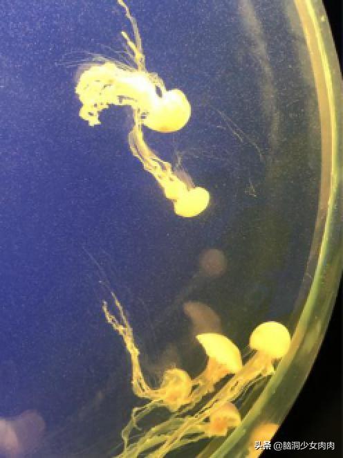 上海海洋水族馆，上海海洋水族馆简介（上海海洋水族馆之旅暨神奇鱼类在哪里）