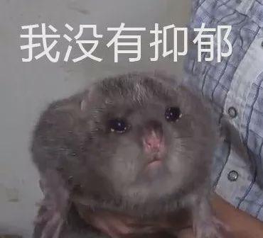 属鼠的都有哪些明星，请记住这些明星鼠