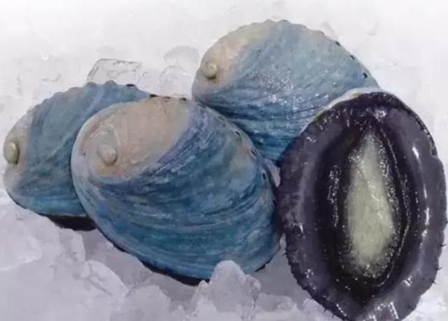 20种鲍鱼种类，世界鲍鱼品种大全