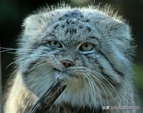 世界上十种凶猛猫咪品种排行榜，盘点十大最傻的猫咪品种