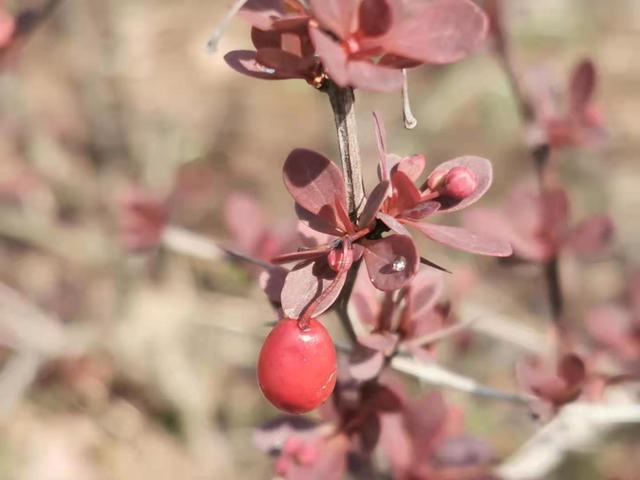 清明适合赏花的地方，纷纷春雨过后是最美人间四月天