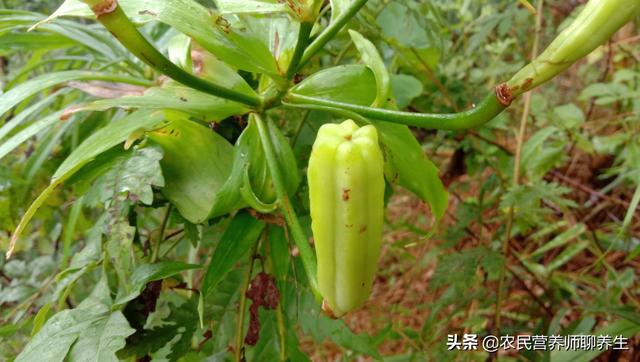 高大的野生百合，紫红色野百合珍贵吗