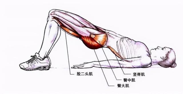 竖脊肌的锻炼方法，锻炼竖脊肌的3个动作（锻炼竖脊肌的动作）