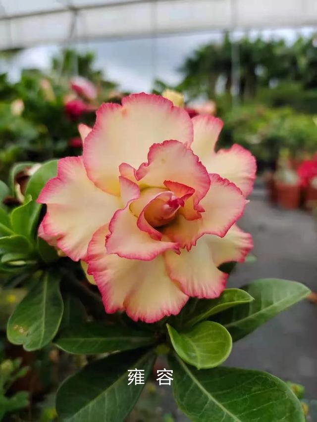 沙漠玫瑰怎么养，沙漠玫瑰的养殖方法多久能开花（真正会养的只需做5点）