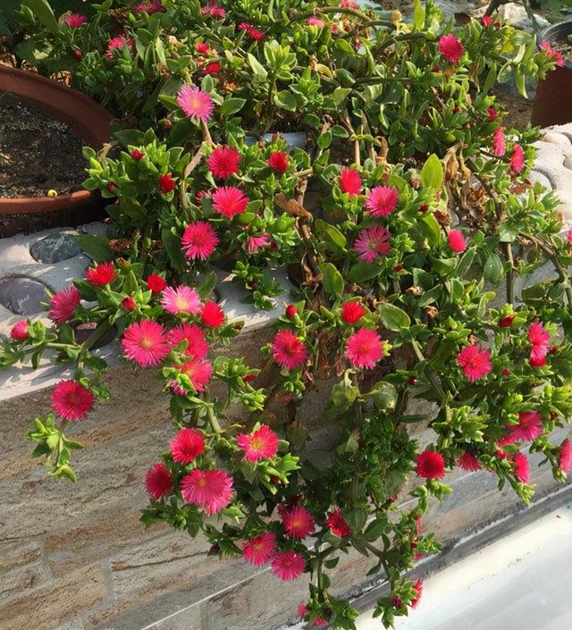 最适合家庭净化空气的花，17种公认的养人花