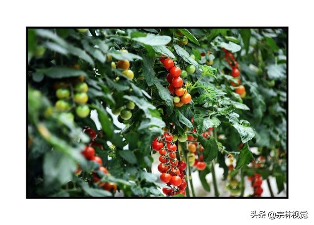 黄色小番茄和圣女果，比传统番茄更好种