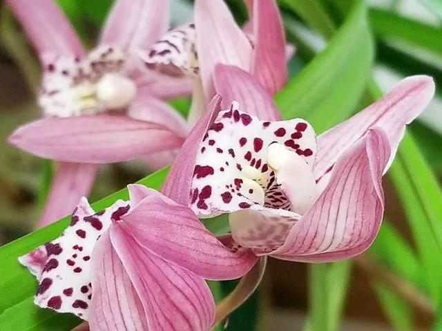 君子兰怎么浇水，君子兰正确浇水原则（这才是最正确的方法）