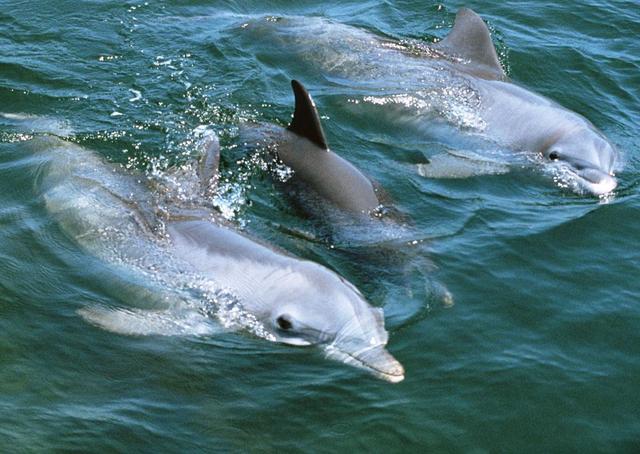 厦门有哪些景点，厦门市十大景点排名榜（厦门旅游攻略：六大必去景点）