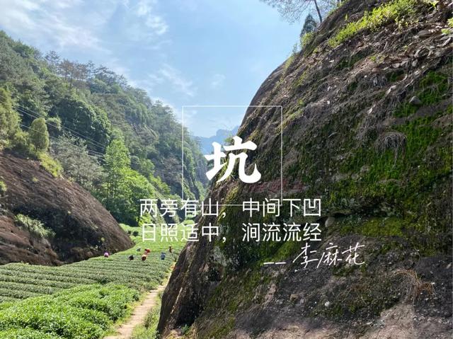 牛栏坑肉桂特点，岩茶天花板——R8牛栏坑肉桂