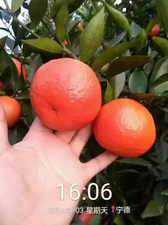 比较热门的柑橘品种，17种优质柑橘品种大盘点