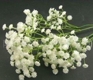 鲜花满天星做干花需要醒花吗，干花比鲜花更常见