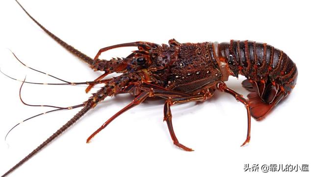 远古时代巨型龙虾，永葆青春真的不再是神话