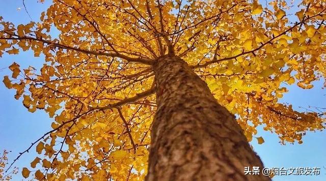 青岛深秋的一抹暖色，美秋的一抹风景独好