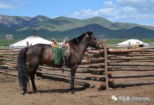 世界十大品种名马，世界上最强的五种马