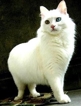 世界名猫品种，世界名猫品种大全