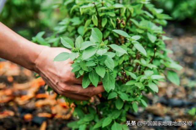 东莞必吃十种美食，东莞的十大特色小吃