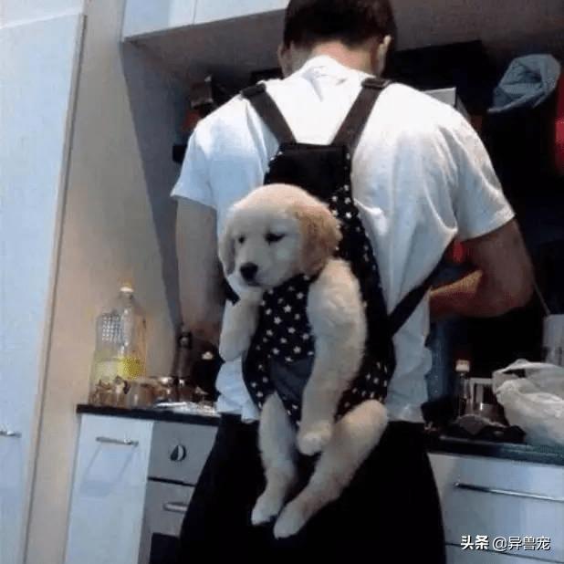 少数民族抬狗节，全世界最宠狗的民族