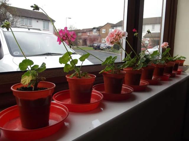 天竺葵怎么扦插活力大，天竺葵用成本极低的扦插方法培育