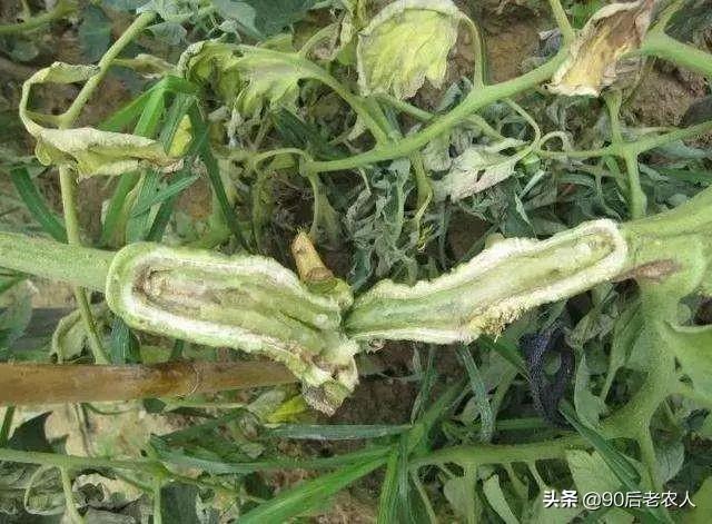 立枯病的病害有哪些特征，立枯病介绍