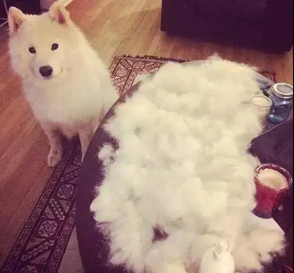 狗子啥时候掉毛严重，为什么狗狗在冬天掉毛特别多